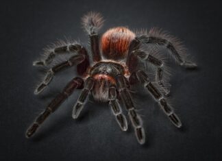Skąd się biorą duże pająki w domu?