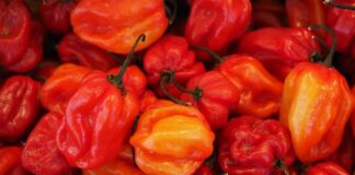 Czy habanero to chili?