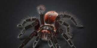 Czy pająk może zjeść pająka?